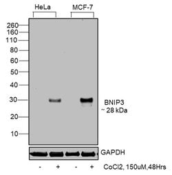 Invitrogen BNIP3 Monoclonal Antibody (ANa40) 100 &mu;L; Unconjugated:Antibodies,