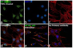 Invitrogen NFkB p65 Monoclonal Antibody (NF-12) 50 &mu;L; Unconjugated:Antibodies,