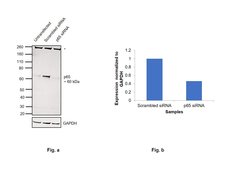 Invitrogen NFkB p65 Monoclonal Antibody (NF-12) 50 &mu;L; Unconjugated:Antibodies,