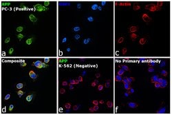 Invitrogen beta Amyloid Monoclonal Antibody (DE2B4) 50 &mu;g; Unconjugated:Antibodies,