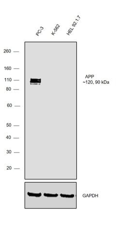 Invitrogen beta Amyloid Monoclonal Antibody (DE2B4) 50 &mu;g; Unconjugated:Antibodies,
