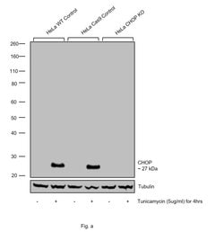 Invitrogen CHOP Monoclonal Antibody (9C8) 100 &mu;g; Unconjugated:Antibodies,