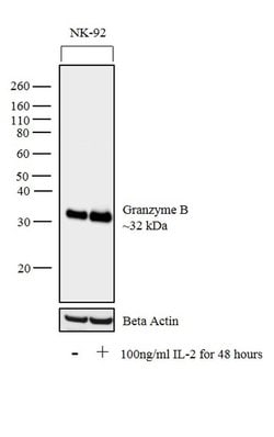 Invitrogen Granzyme B Monoclonal Antibody (GB7) 50 &mu;g; Unconjugated:Antibodies,