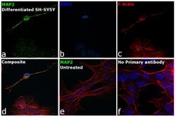 Invitrogen MAP2 Monoclonal Antibody (HM-2) 50 &mu;L; Unconjugated:Antibodies,