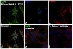 Invitrogen MAP2 Monoclonal Antibody (AP20) 50 &mu;L; Unconjugated:Antibodies,