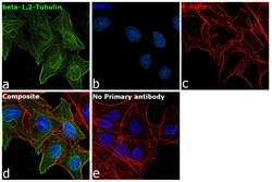 beta Tubulin 1,2 Monoclonal Antibody (JDR.3B8), Invitrogen 100 &mu;L; Unconjugated:Antibodies,