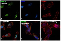 Invitrogen Glucocorticoid Receptor Monoclonal Antibody (8E9) 100 &mu;g;