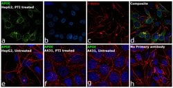 Invitrogen Apolipoprotein H Monoclonal Antibody (1D2) 1 mL; Unconjugated:Antibodies,