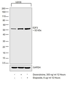 Invitrogen E2F3 Monoclonal Antibody (PG30) 100 &mu;L; Unconjugated:Antibodies,