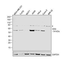 Invitrogen DR4 Monoclonal Antibody (32A1380) 50 &mu;g; Unconjugated:Antibodies,