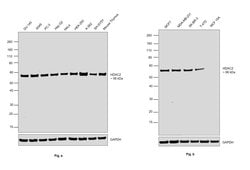Invitrogen HDAC2 Monoclonal Antibody (HDAC2-62) 100 &mu;L; Unconjugated:Antibodies,