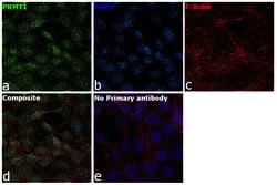 Invitrogen PRMT1 Monoclonal Antibody (PRMT1-171) 50 &mu;L; Unconjugated:Antibodies,