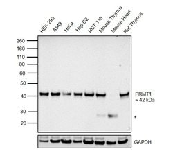 Invitrogen PRMT1 Monoclonal Antibody (PRMT1-171) 50 &mu;L; Unconjugated:Antibodies,