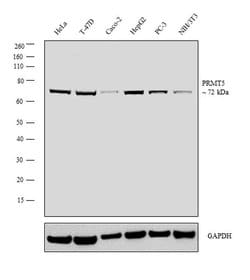 Invitrogen PRMT5 Monoclonal Antibody (PRMT5-21) 50 &mu;L; Unconjugated:Antibodies,
