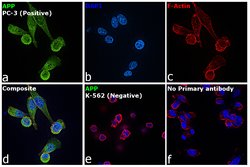 Invitrogen Amyloid Precursor Protein Monoclonal Antibody (3E9) 50 &mu;g;