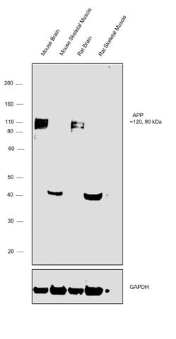 Invitrogen Amyloid Precursor Protein Monoclonal Antibody (3E9) 50 &mu;g;