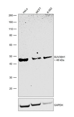 Invitrogen SUV39H1 Monoclonal Antibody (44.1) 50 &mu;L; Unconjugated:Antibodies,