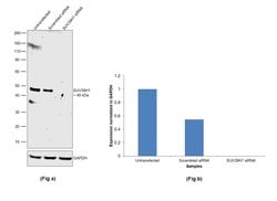 Invitrogen SUV39H1 Monoclonal Antibody (44.1) 50 &mu;L; Unconjugated:Antibodies,