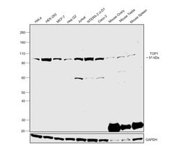 Invitrogen TOP1 Monoclonal Antibody (Mab1) 50 &mu;L; Unconjugated:Antibodies,