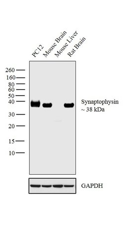 VAMP1 Monoclonal Antibody (4E206), Invitrogen 50 &mu;L; Unconjugated:Antibodies,