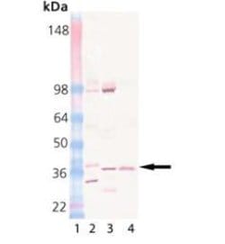 Invitrogen STX12 Monoclonal Antibody (4E212) 50 &mu;g; Unconjugated:Antibodies,