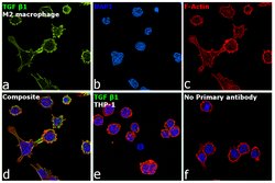 Invitrogen TGF beta-1 Monoclonal Antibody (2C5) 250 &mu;g; Unconjugated:Antibodies,
