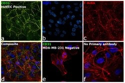 Invitrogen CD31 Monoclonal Antibody (WM59) 100 &mu;g; Unconjugated:Antibodies,