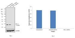 Invitrogen Bcl-2 Monoclonal Antibody (124) 250 &mu;L; Unconjugated:Antibodies,