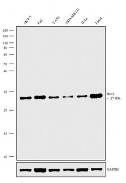 Invitrogen Bcl-2 Monoclonal Antibody (124) 250 &mu;L; Unconjugated:Antibodies,