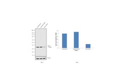 Invitrogen RPA2 Monoclonal Antibody (9H8) 500 &mu;L | Buy Online | Invitrogen&trade; | Fisher Scientific