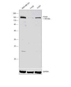 Invitrogen ITGA2 Monoclonal Antibody (31H4) 50 &mu;g | Buy Online | Invitrogen&trade; | Fisher Scientific