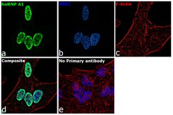 Invitrogen hnRNP A1 Monoclonal Antibody (9H10) 50 &mu;L; Unconjugated:Antibodies,