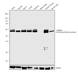 Invitrogen hnRNP L Monoclonal Antibody (4D11) 50 &mu;L; Unconjugated:Antibodies,