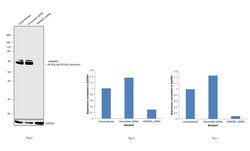 Invitrogen hnRNP L Monoclonal Antibody (4D11) 50 &mu;L; Unconjugated:Antibodies,