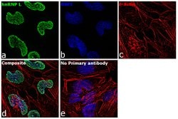 Invitrogen hnRNP L Monoclonal Antibody (4D11) 50 &mu;L; Unconjugated:Antibodies,