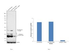 Invitrogen Cathepsin L Monoclonal Antibody (33/2) 100 &mu;L; Unconjugated:Anticuerpos