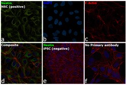 Invitrogen Nestin Monoclonal Antibody (3k1) 50 &mu;g; Unconjugated:Antibodies,