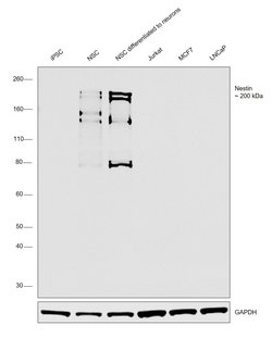 Invitrogen Nestin Monoclonal Antibody (3k1) 50 &mu;g; Unconjugated:Antibodies,