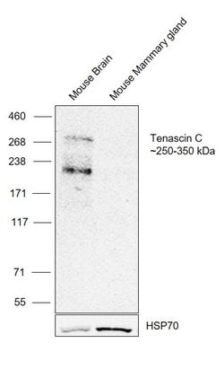 Invitrogen Tenascin C Monoclonal Antibody (MTn-12) 100 &mu;L; Unconjugated:Antibodies,