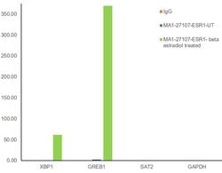 Invitrogen Estrogen Receptor alpha Monoclonal Antibody (6F11) 250 &mu;L;