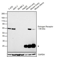 Invitrogen Estrogen Receptor alpha Monoclonal Antibody (6F11) 250 &mu;L;