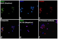 Invitrogen CD21 Monoclonal Antibody (1F8) 250 &mu;L; Unconjugated:Antibodies,