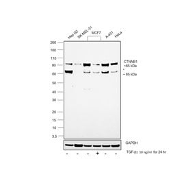 Invitrogen beta Catenin Monoclonal Antibody (15B8) 100 &mu;g; Unconjugated:Antibodies,