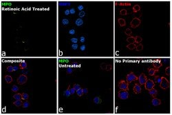 Invitrogen&trade;&nbsp;Myeloperoxidase Monoclonal Antibody (2C7)