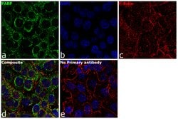 Invitrogen PABP Monoclonal Antibody (10E10) 50 &mu;L; Unconjugated:Antibodies,