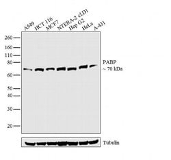 Invitrogen PABP Monoclonal Antibody (10E10) 50 &mu;L; Unconjugated:Antibodies,