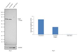 Invitrogen PABP Monoclonal Antibody (10E10) 50 &mu;L; Unconjugated:Antibodies,