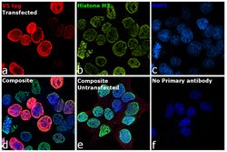 Invitrogen V5 Tag Monoclonal Antibody (SV5-Pk1) 100 &mu;g; Unconjugated:Antibodies,