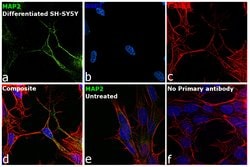 Invitrogen MAP2 Monoclonal Antibody (MT-01) 100 &mu;g; Unconjugated:Antibodies,