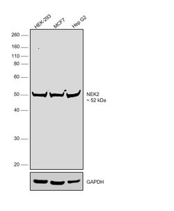 Invitrogen NEK2 Monoclonal Antibody (1B6) 100 &mu;L; Unconjugated:Antibodies,